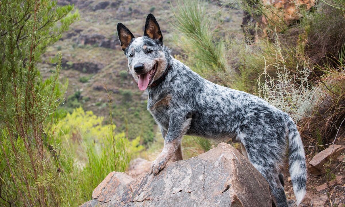 https://static.wikia.nocookie.net/barky-boats/images/a/a1/Cattle_Dog.jpeg/revision/latest/scale-to-width-down/1200?cb=20220312221426