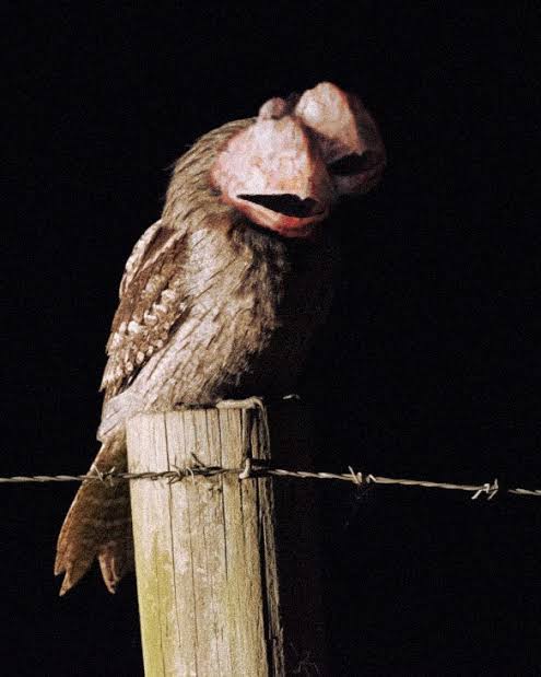 Razor Bird Barli and SCP Foundation 2020 Wiki Fandom
