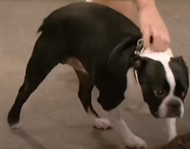Luckybostonterrier