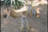 Ten Little Meerkats