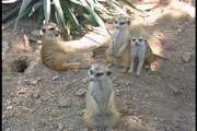 Tenlittlemeerkats