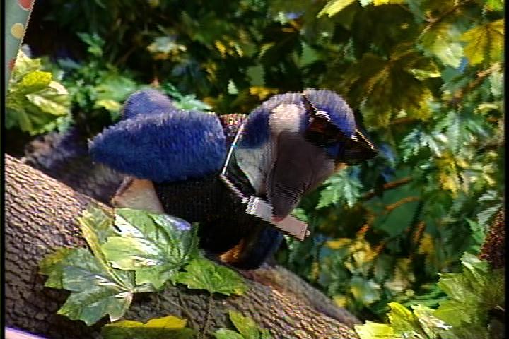 Blue Jay Blues  The Outside Story