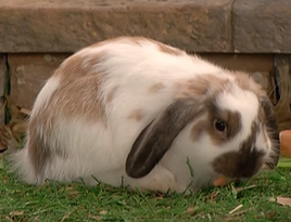 Flopsy Rabbit
