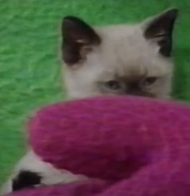 Whiskersbarney