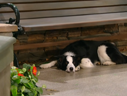 Reilly lying under a bench in the Park