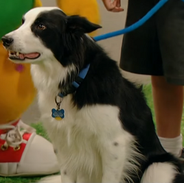 Reilly the dog