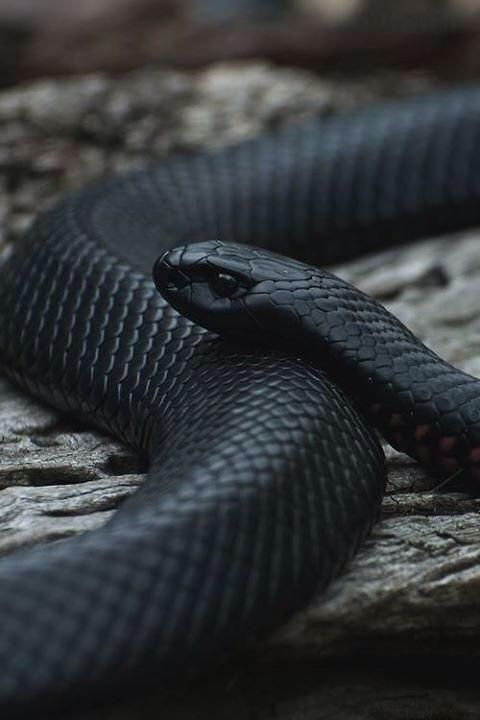Un Gros Serpent Noir Sort De L'évier De La Cuisine, Horreur