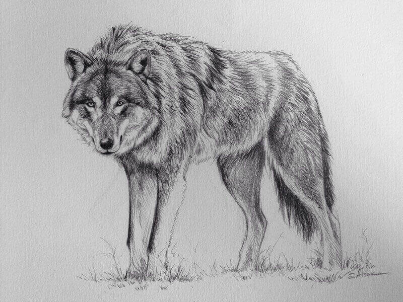 Loup Wiki Barovia Fandom Loup Wiki Barovia Fandom