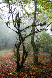 Fall Leaves Under Dancing Tree