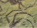 Valley Spiders