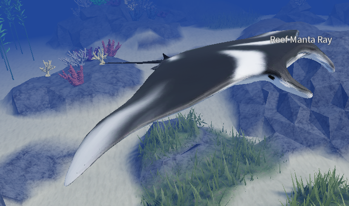 Reef Manta Ray | Basic Marine Life Gaem Wiki | Fandom