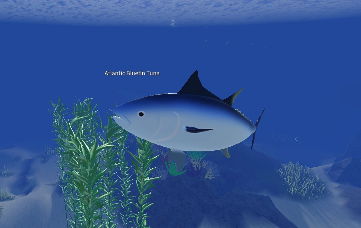 Atlantic Bluefin Tuna | Basic Marine Life Gaem Wiki | Fandom