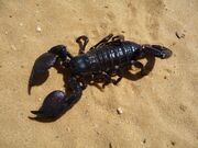 Emperor scorpion desert