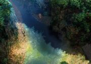 Moonguile Forest 2.jpg