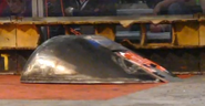 Mouse during RoboGames 2017.