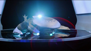 Warhead on the turntable during World Championship I