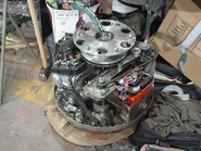 Tortoise in The Pits without its shell.