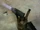 Blowtorch