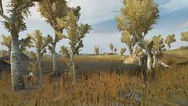 BF2 Zatar Wetlands