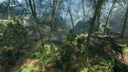 Argonne Forest 19