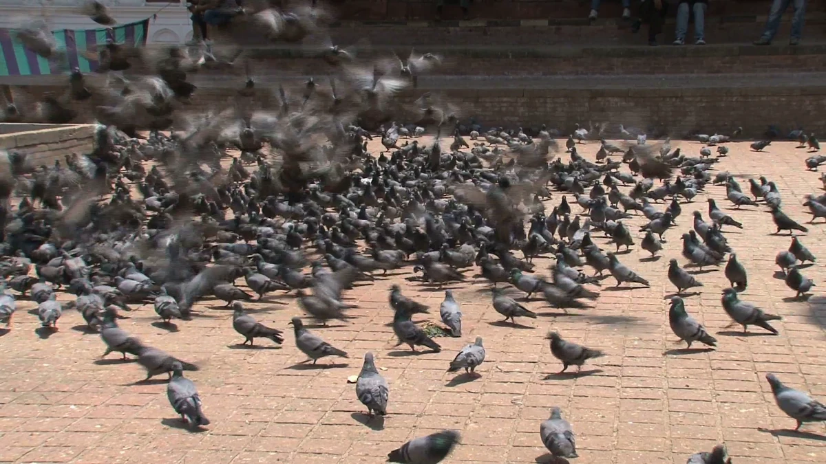 Birds Battle for Corn Chips Wiki Fandom