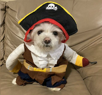 Pirate Dog.png