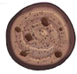 Chocolate Cookie