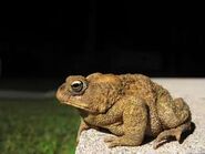 Toad