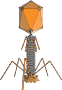 Bacteriophage