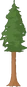 10body redwoodtree.png (295 KB) Redwood Tree