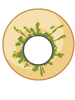 Donut barfed (TPOT 13)