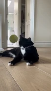 The cat looking at the Tennis Ball plushie