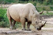rhino