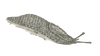 Slug (BFDI IS BACK)