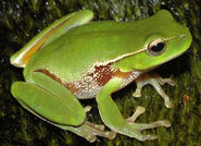 Froggy