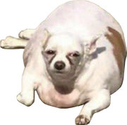 Plump dog body.png