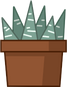 Potted Succulent