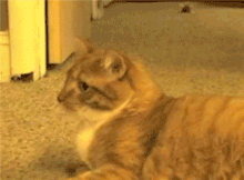 Catturn.gif