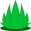 Lotus Flower