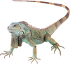 Iguana