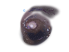 Cat’s Eye Galaxy