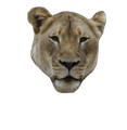 467px-Lion-closed