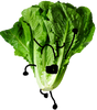 Spinach