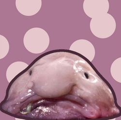 Blobby Fish on X: OMG who told me this was a good idea!?  #kyliejennerchallenge #lips #stillhurts #blobfish #game   / X