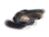 Messier 81 Galaxy