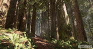 Promotional image of Forest Moon of Endor.