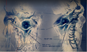 Unknown Alien Species | Battle: Los Angeles Wiki | Fandom