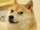 Doge.png