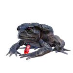 Ichor Toad