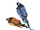 Undine